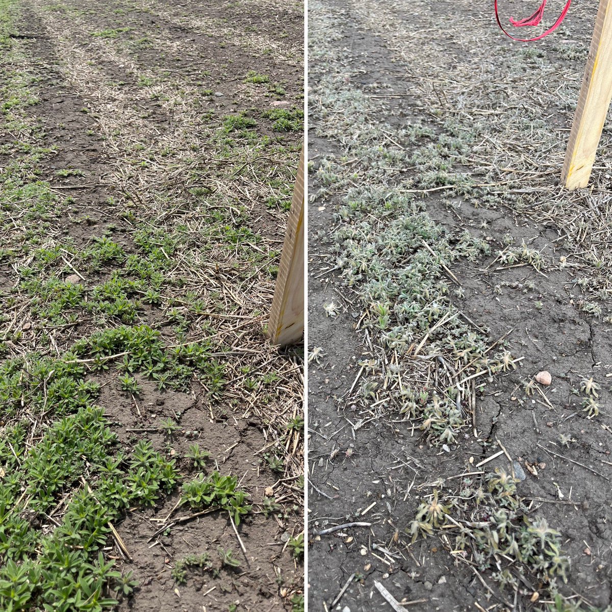 Reece Bateman is seeing a difference 48hr after application with Insight on this Kochia patch. Check out the before & after! #InsightFastestBurndown @TeamSASKGOWAN You are now entered in the cooler contest. Thanks for the photos