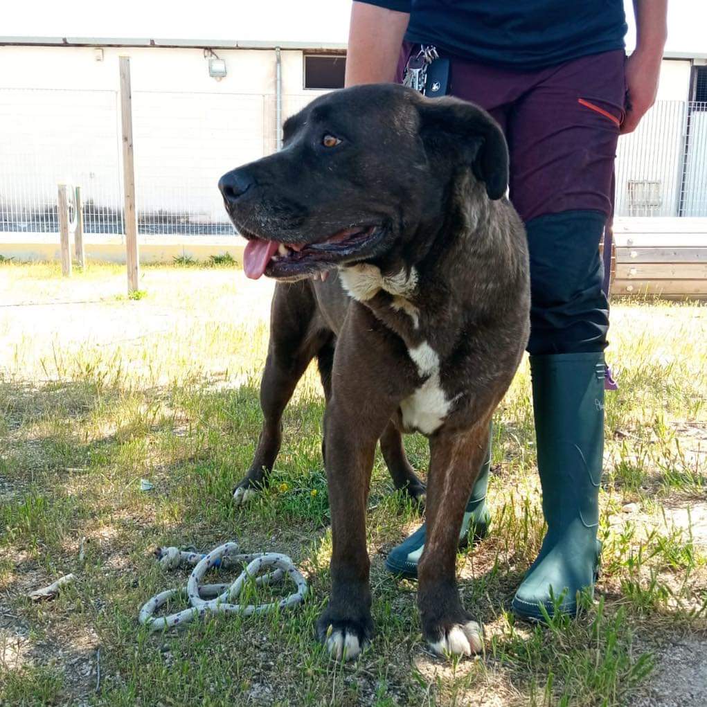 RICEVO,ATTILA COMPRATO DA CUCCIOLO,HA VISSUTO IN UNO SGABUZZINO PER UN PERIODO,POI LEGATO A catena SOTTO IL TERRAZZO DI UN PALAZZO SENZA CHIP OGGI ATTILA HA 1,5 ANNI IN CANILE SI DISPERA DENTRO LA GABBIA,GUARDATE I SUOI OCCHI E AIUTATECI A FARLO USCIRE.TARANTO INFO 393.9074222