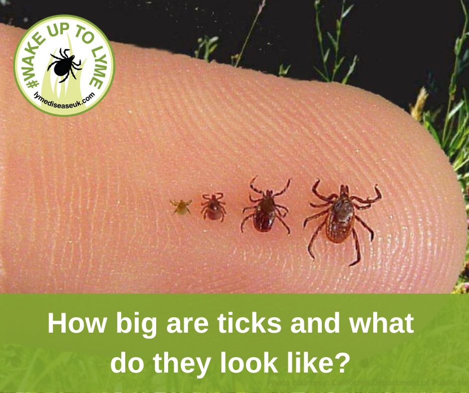 Be #TickAware this weekend and protect yourself by: ✔️ walking in the middle of the path ✔️ keeping your arms and legs covered ✔️ using good quality insect repellent ✔️ checking yourself before heading home. For more information 👉 bit.ly/4dL5poQ