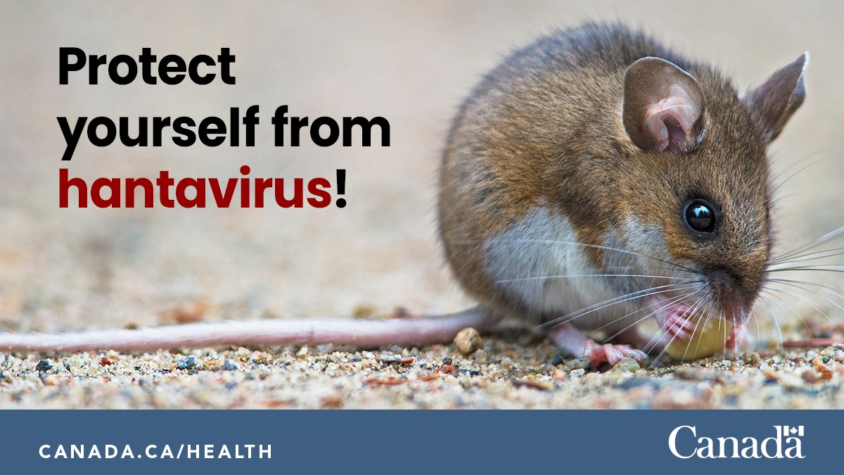 Opening the cabin this weekend? Not the kind of ‘squeaky’ clean you were thinking? Prevent #hantavirus infections by keeping your home, cabin, garage, shed, vehicles, outdoor equipment and farm buildings rodent-free. ow.ly/VHqN50RenYc 🐭