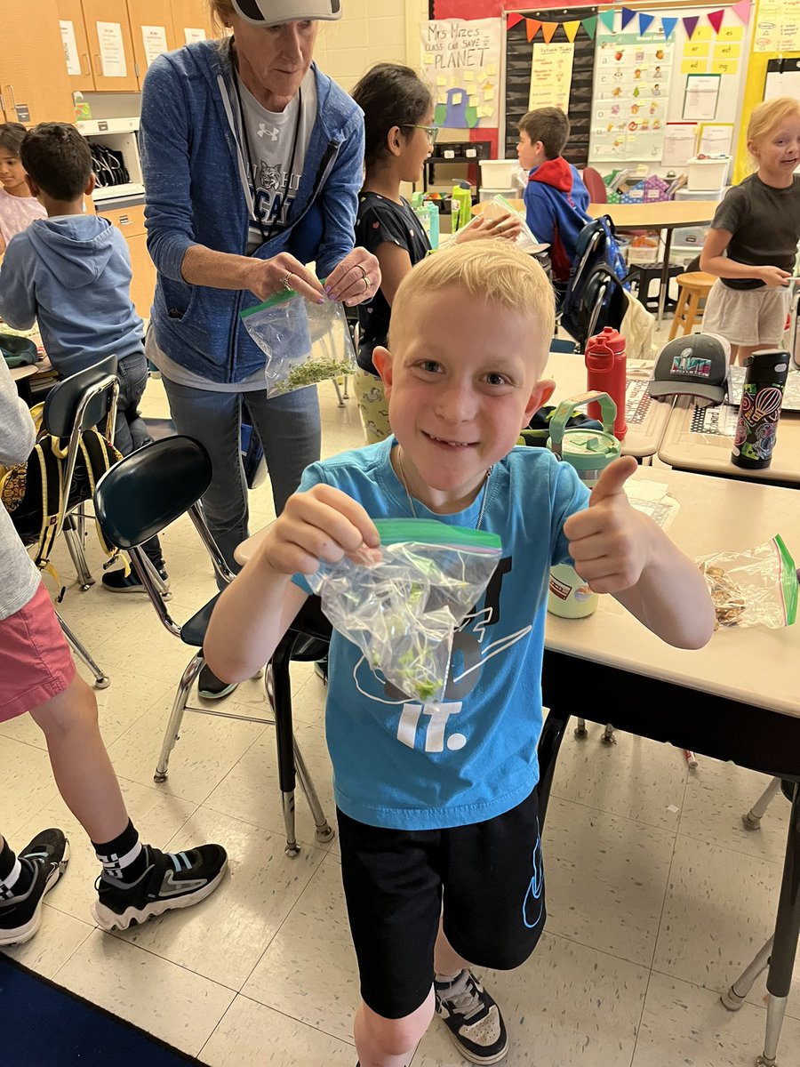 MrsMizesClass's tweet image. Today Ss harvested and tasted our broccoli microgreens from Eli’s Greens! These microgreens took 10 days from seed to harvest, they are full of so many amazing nutrients, AND they are kid tested and approved! So many happy smiles after our tasting this afternoon!!🌱🥦💚