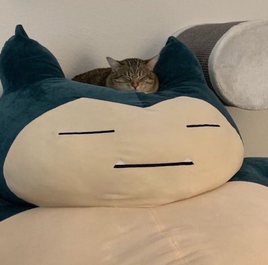PunchingCat's tweet image. i sleep