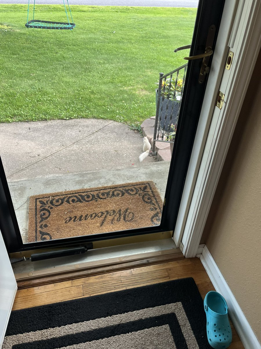 White Squirrel tweet media