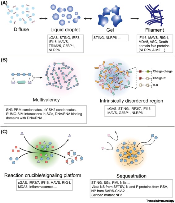 Liquid–liquid phase separation in innate immunity dlvr.it/T72msz #immunology