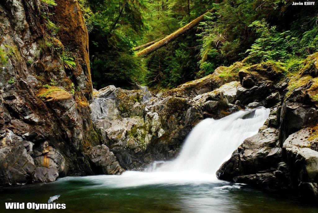 The Sams proposed Wild &amp; Scenic River would be permanently protected under <a href="/PattyMurray/">Senator Patty Murray</a> &amp; <a href="/RepDerekKilmer/">Rep. Derek Kilmer</a>’s #WildOlympics Act. RT if you agree Congress should pass Wild Olympics to protect salmon streams like the Sams for our future! <a href="/SenatorCantwell/">Sen. Maria Cantwell</a> <a href="/EnergyDems/">Senate Energy Democrats</a>