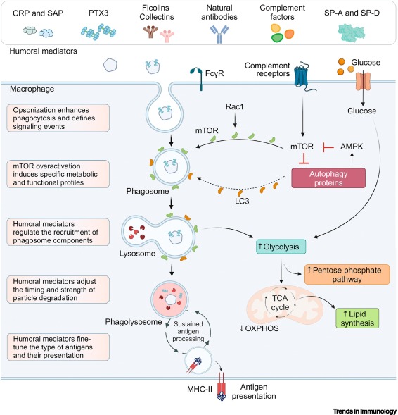 Humoral pathways of innate immune regulation in granuloma formation dlvr.it/T72mrb #immunology