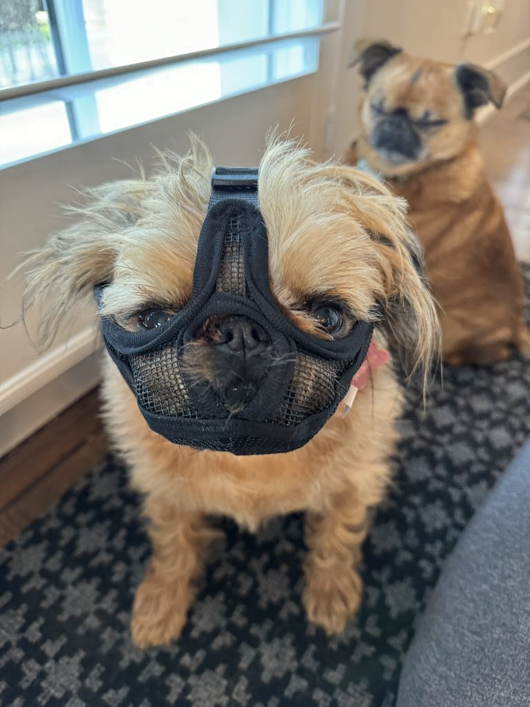 Hello, Clarice. It’s Cicada season and I plan to eat many of them with a nice Chianti and some fava beans.