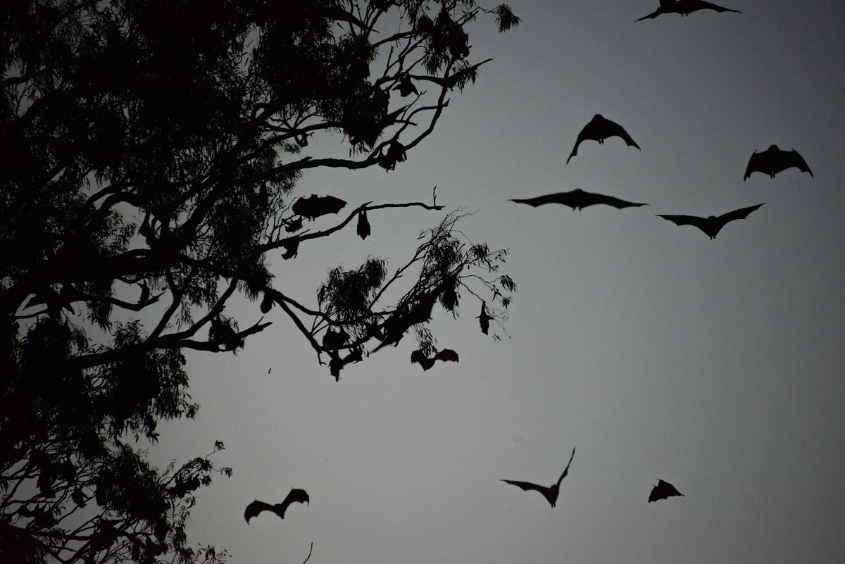 Dr Les Hall OAM spent a lifetime researching bats and maintained that east coast eucalypts and Grey-headed flying foxes co-evolved in a 50 million-year story of interspecies evolution