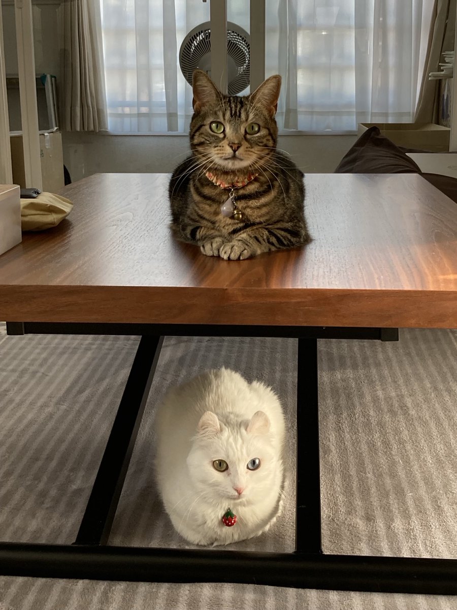 シンクロ(^ぬ^ )✨

#保護猫 #アメリカンショートヘア
#アメリカンカール