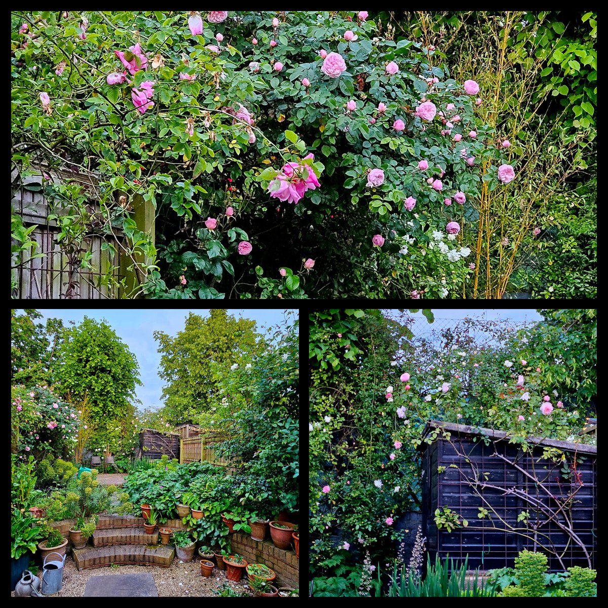 Peak rose in SW12. Our roses are really late spring flowers. 
In our imagination, they're part of mid-to-late summer, heat & bbqs & parched gardens. Then every year  they sneakily build buds from April & suddenly bloom in late May/ early June. You'd think we'd learn .... 😬