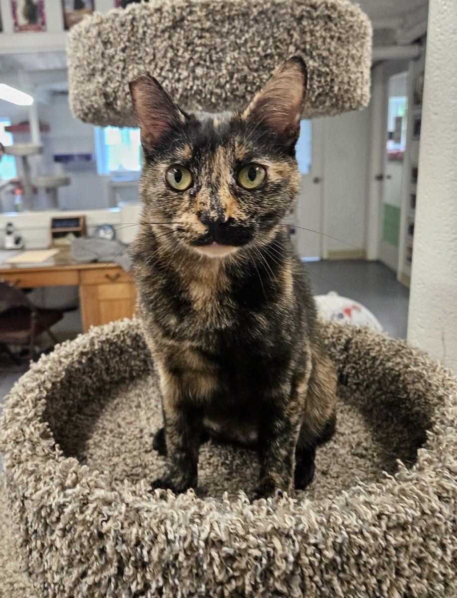 Ginger is looking forward to the weekend! She is also hoping that she will find her furever family soon. Could that be you? #adoptablecat #rescuecat #adoptme