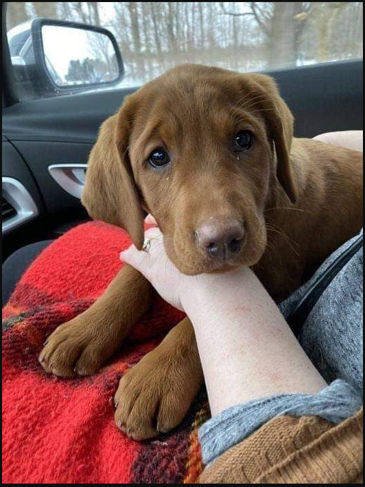 Wife and I got our first puppy today. Here he is on his first ride home. Meet Eugene Jeans. He’s a Red Fox Labrador. He’s already vomited on my wife and had diarrhea on our white carpet, but we’re gonna love him so hard. ❤
