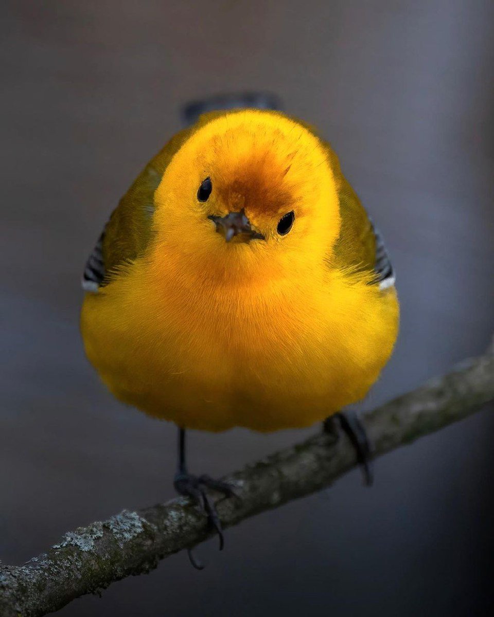 jin_nuko3 tweet media