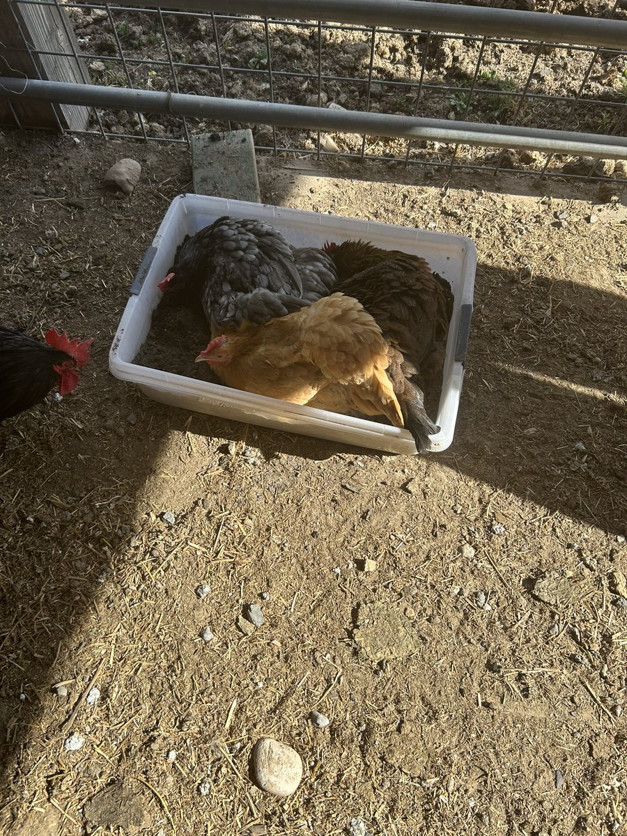 Don’t you hate having to share the tub?