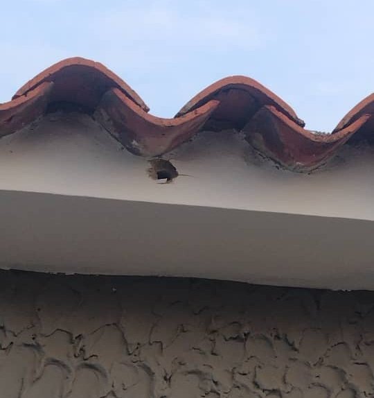 KaryPerazaR's tweet image. #17May Dos hombres vestidos de policías llegaron a robar en un negocio en la carrera 13 con calle 62 de #Barquisimeto, un funcionario del #CICPC que estaba por la zona frustró el robo, se generó un enfrentamiento, sin embargo los delincuentes lograron escapar #Lara #Sucesos