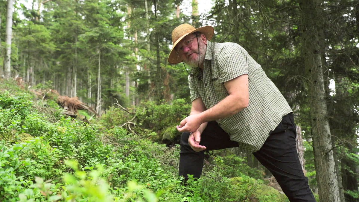 “Pour moi la myrtille, c’est le côté sauvageon” Daniel Zenner, le cuisinier expert des plantes sauvages et la nature 🫐 france3-regions.francetvinfo.fr/grand-est/vosg…