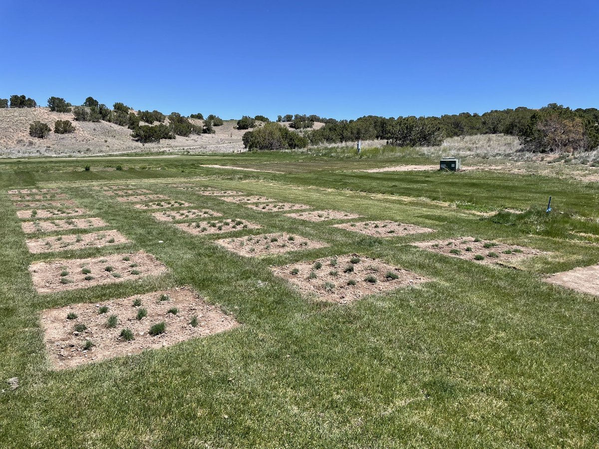 Testing the climatic boundaries of Coachella, Presidio and 8 of our next generation hybrid bermudagrasses in New Mexico at high elevation. TifTuf and Tahoma 31 included for comparison. @csbowman @MSTurfBreeding @WendellEgelhoff