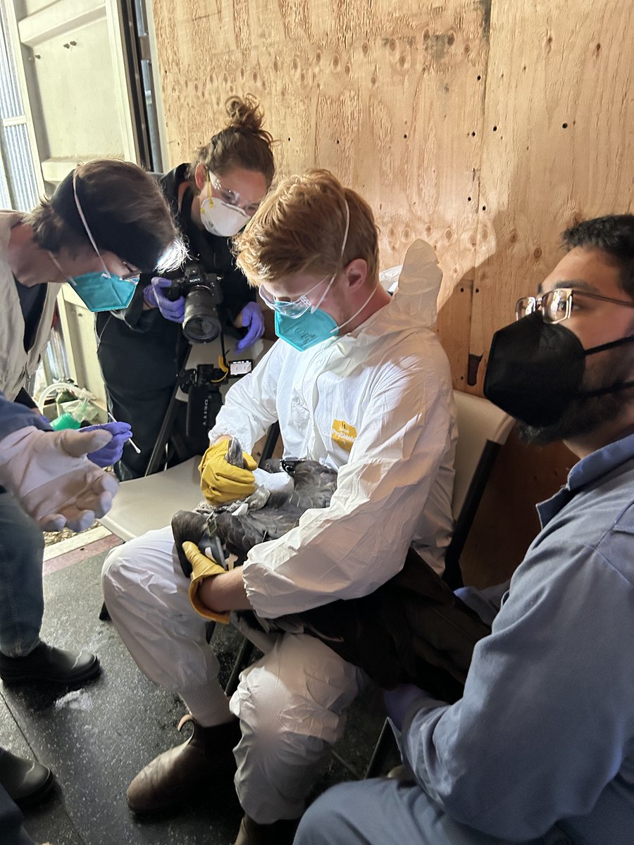 Taking action for condors! #VetTales Friday Nikki and Nathaniel, two of our Condor Handling Team members, traveled to the California Condor rescue site in the Yurok Tribe region near Eureka to assist with vaccinating 11 condors for West Nile Virus and HPAI, getting blood