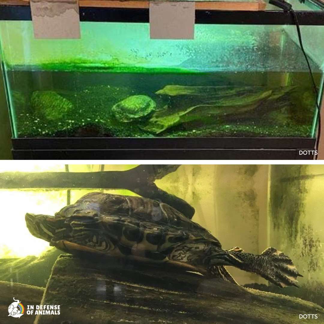 This is the depressing way Leon lived at one of his prior homes before being rescued. He belonged to a child who lost interest in him. The family did not step in & care for the #turtle, as all adults must be ready to do in similar situations. Read more: bit.ly/4bks1Ld