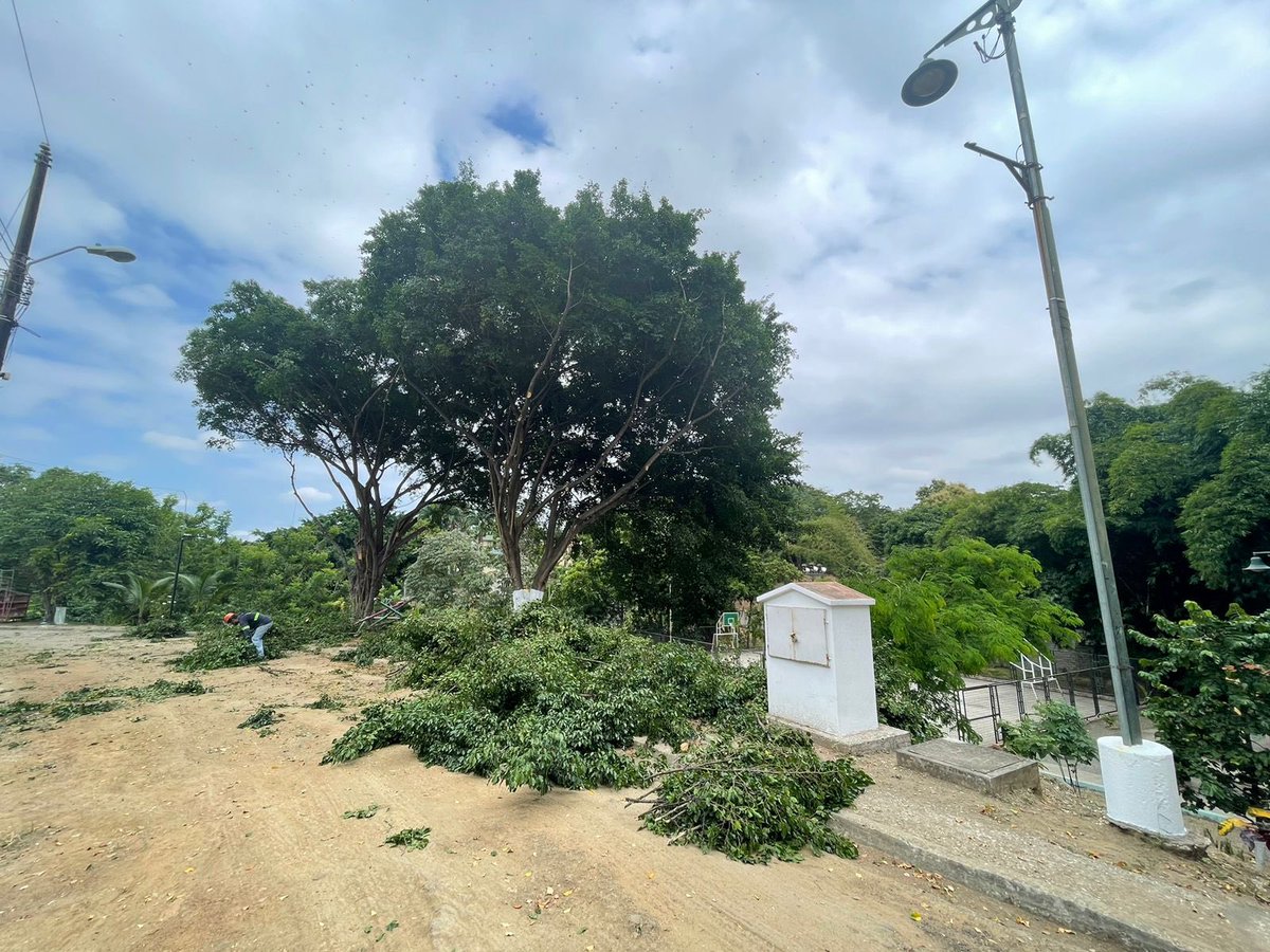La Dirección de Ambiente ejecuta trabajos de poda en árboles de la Cdla. La FAE para su mantenimiento y cuidado. ¡Por un Guayaquil más verde! @aquilesalvarez 

#Guayaquil #CiudadDeTodos