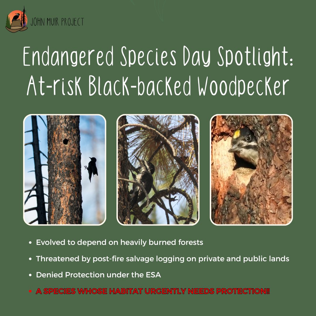 Spotlight on #BlackBackedWoodpecker: deserves #ESA protection. Uniquely adapted to unlogged, postfire forests, it's crucial we advocate for its survival. Help us fight for safeguards to protect both the bird & the ecosystems. #FightForProtection #EndangeredSpeciesDay