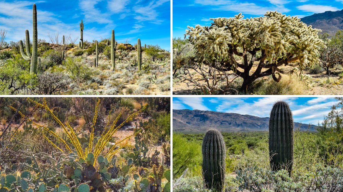 Experience the beauty of Saguaro National Park in Tucson, Arizona! Travel guide to the majestic saguaro cacti, scenic desert trails, breathtaking sunsets. Get ready to immerse yourself in the wonders of the Sonoran Desert bit.ly/2U4Z9Ba via @sheriannekay #FindYourPark