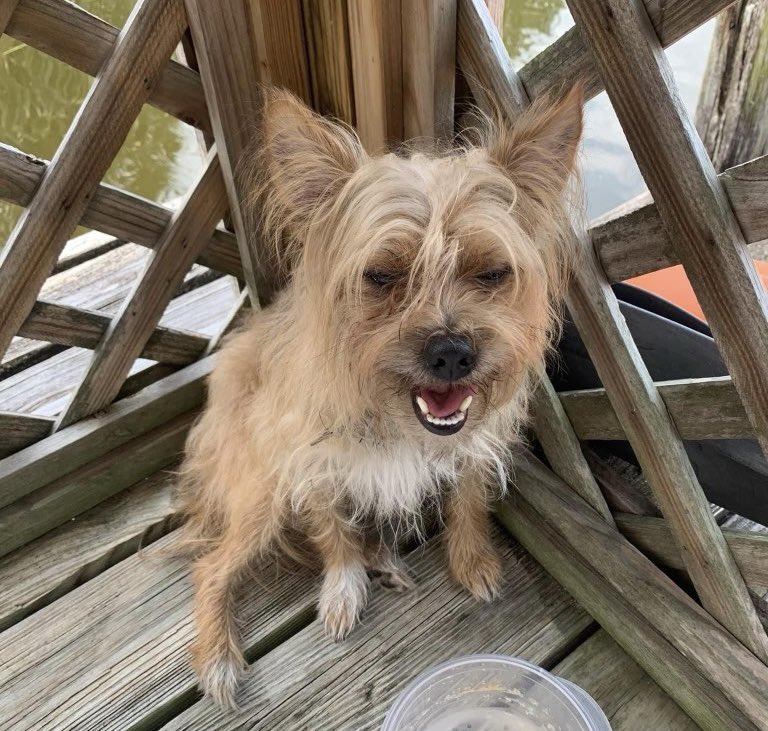 Found Dog Alert! A neighbor found this little guy alone on NW 11th Street earlier today in South Creek. No collar. No chip. If you can help us reunite him with his family, please call us at 954-973-6700. #FoundDog #MyCoconutCreek