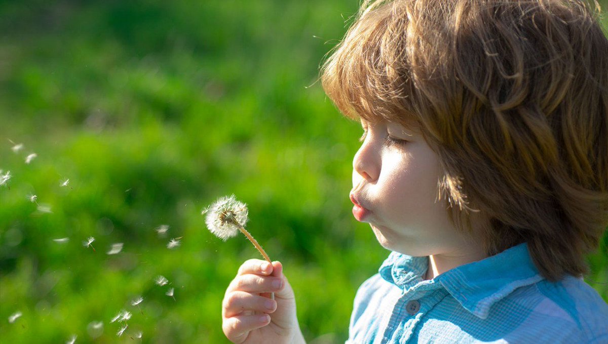 4-Year-Old Moron Blows Dandelion Seeds All Over Perfect Lawn buff.ly/3fcn1Od