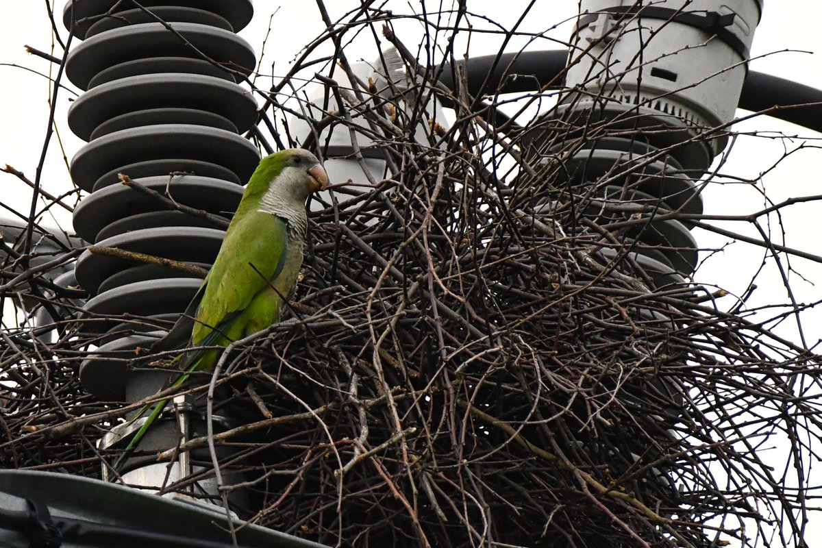 The Avenue U Monk Parakeets are constructing a new abode after their former structure was removed.