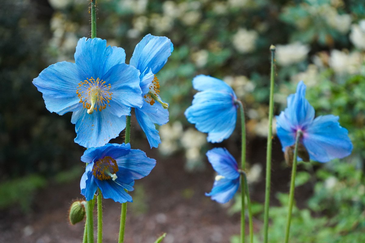 This long weekend, treat yourself to a Garden visit! What can you see at the Garden this weekend? 🌈Azalea Trail 🌸 Rhododendron Walk 💙 Himalayan blue poppies 🌼 Laburnum Walk