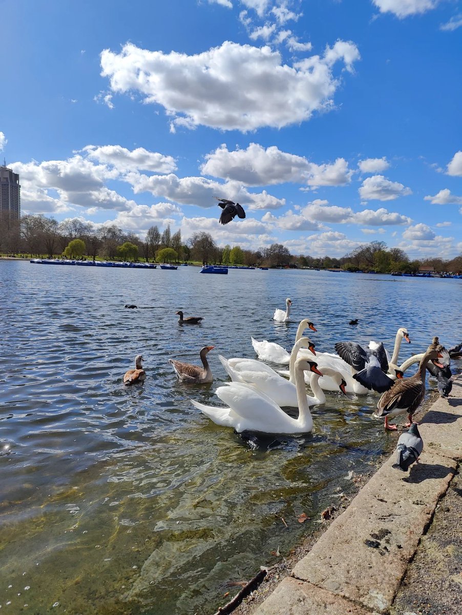 Looking at the ducks and birds that are beautiful in the water makes me feel light 🪿🐦‍⬛️