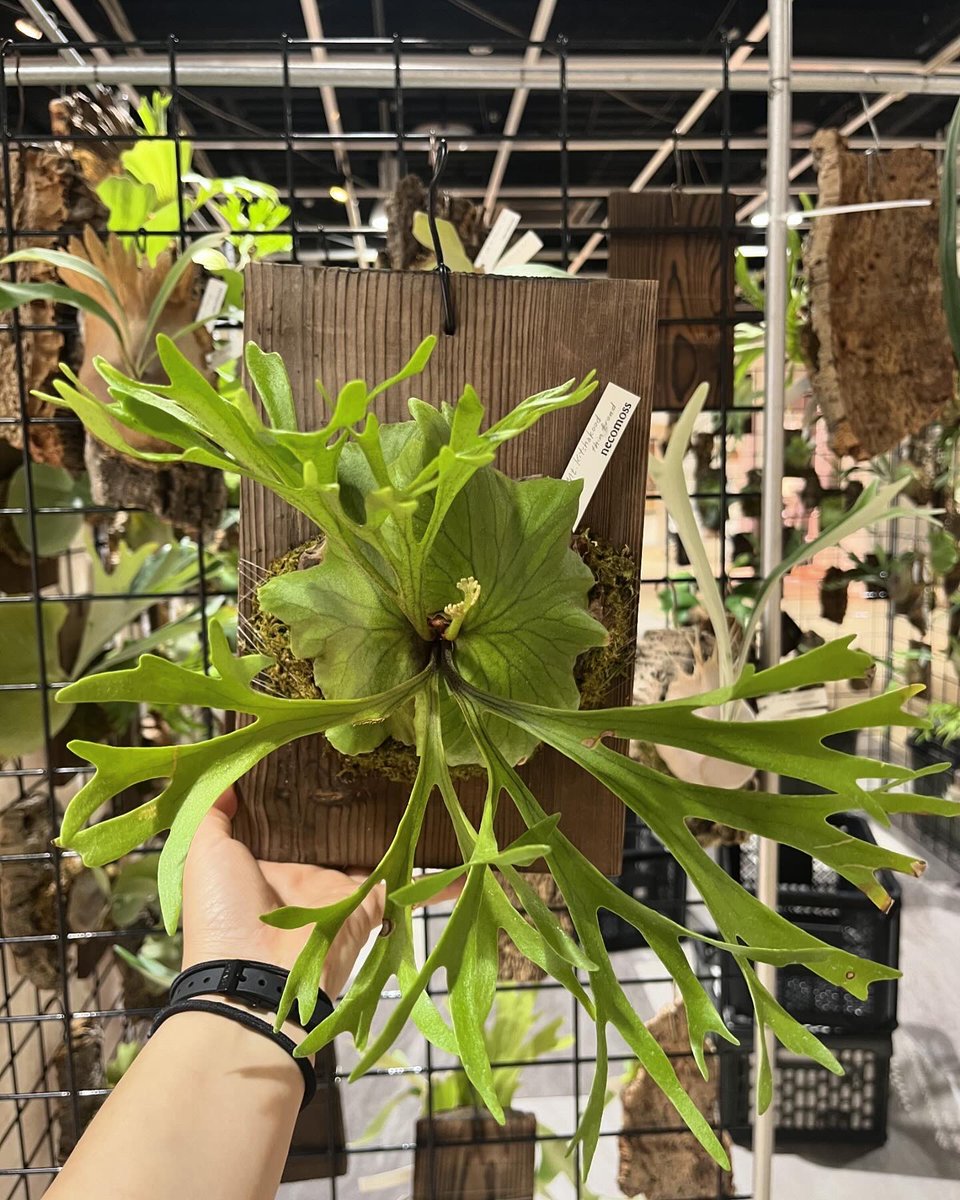 P. willinckii 'Copper Will' (OC)ビカクシダ 【公式通販】