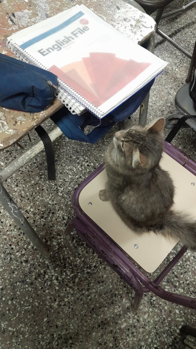 Roshi_Henko's tweet photo. Gato estudioso https://t.co/J5I56nCb1H