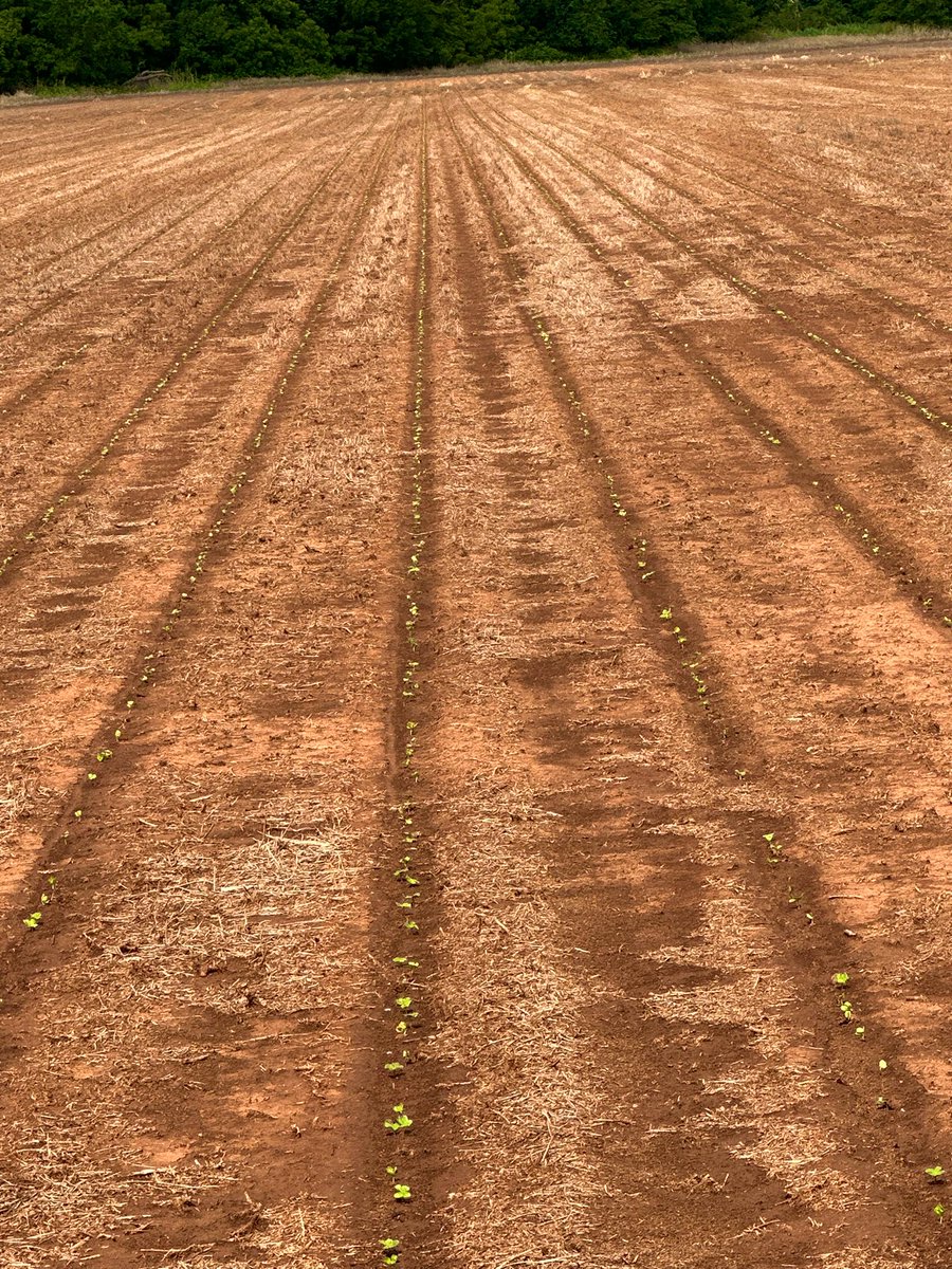 Hello #phytogen411 let’s do this. #cotton #oklahoma #whitegold