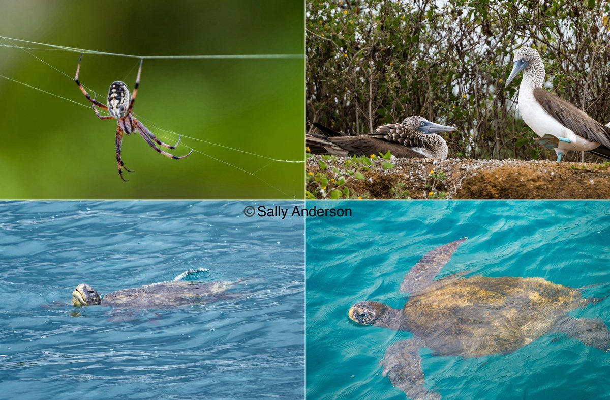 Yesterday it was tortoises. Today it was pacific green turtles. Swimming around our boat and feeding on the sea floor as we snorkelled. Flamigoes for which Floreana Island is famous were too far away; only three were evident. So some blue footed boobies and a spider will suffice.