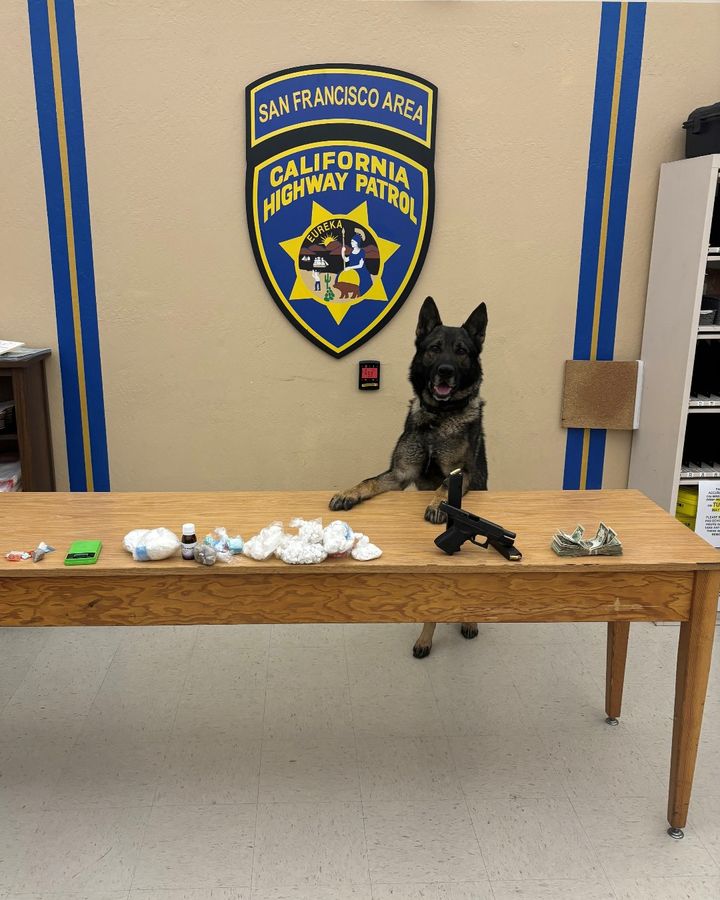 Sully's great work in San Francisco continues! After a traffic stop, Sully located over 511 grams of fentanyl, equivalent to more than 250,000 lethal doses.  Other drugs, cash, & a loaded firearm were also seized. Great work by Sully and his partner! @CHP_GoldenGate