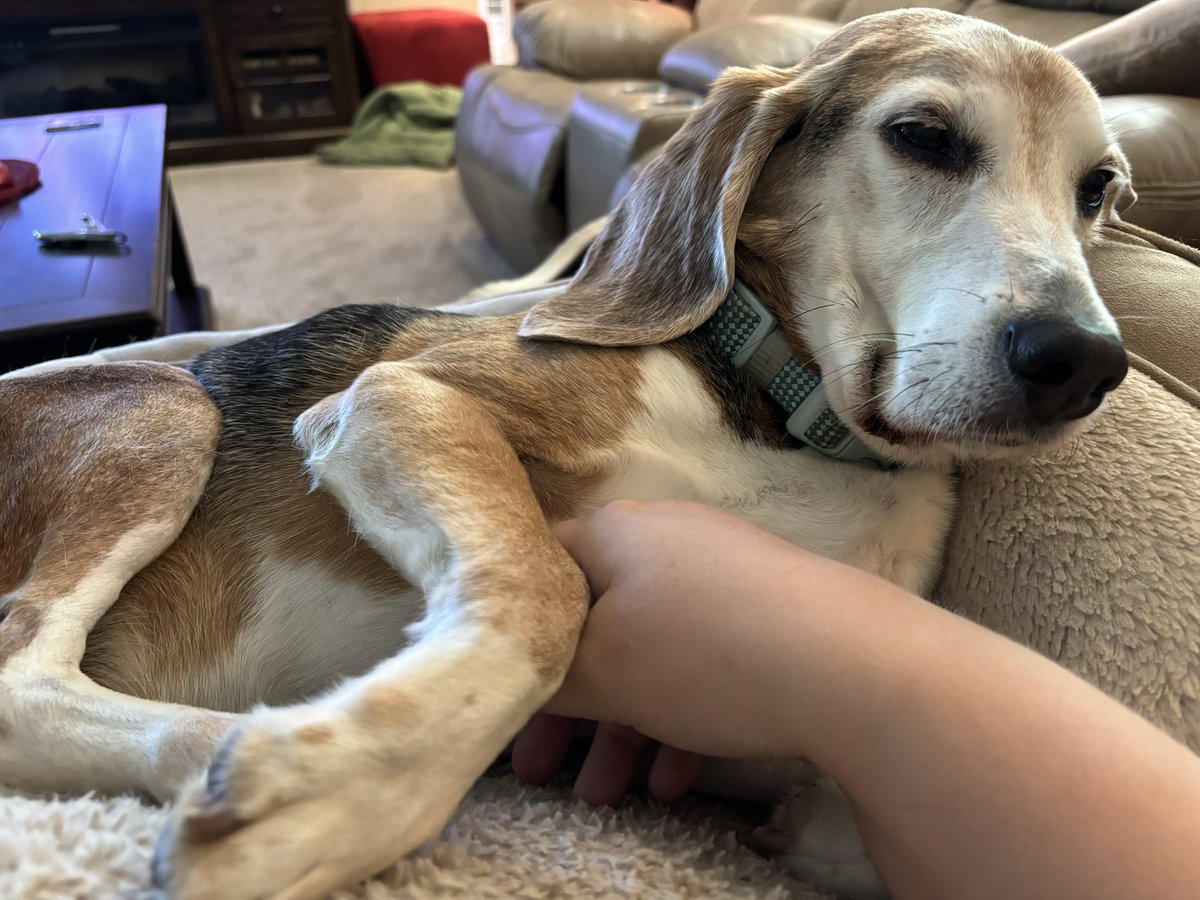 Frens, I’m sick. I don’t know how much time I have left…but it’s not much. It’s unexpected. I’m only 10, and I’ve only had mild symptoms until earlier this week. But my spleen is bleeding &amp; the prognosis is not good. I love you all. Thank you for your friendship. #beagle 😢
