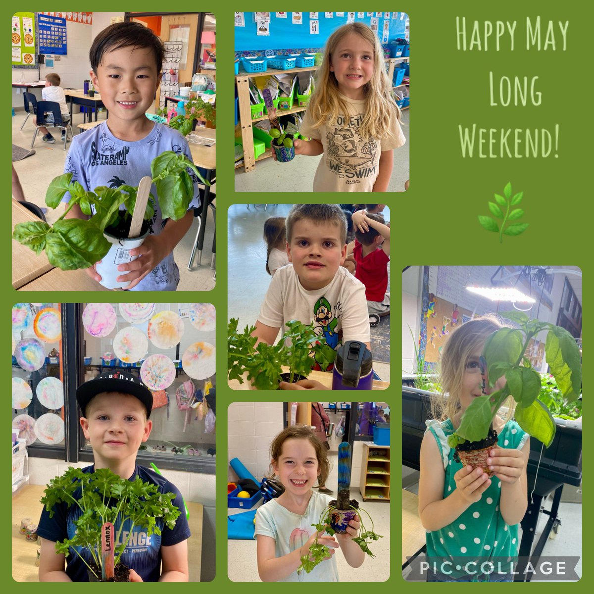 Herbs planted in our vegepod headed home afterschool today! Have a wonderful long weekend! À mardi les vedetttes! 🩵⭐️<a href="/EcoleMaple_LDSB/">École Maple Elementary School</a>