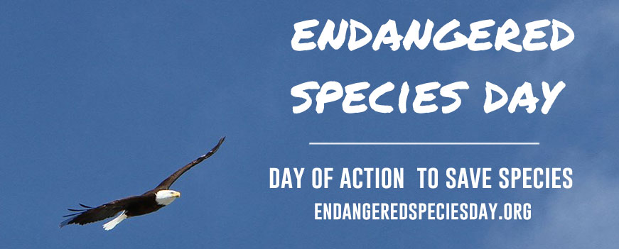 99% of species protected under the Endangered Species Act have been saved from extinction, including the humpback whale, grizzly bear, and bald eagle. #EndangeredSpeciesDay