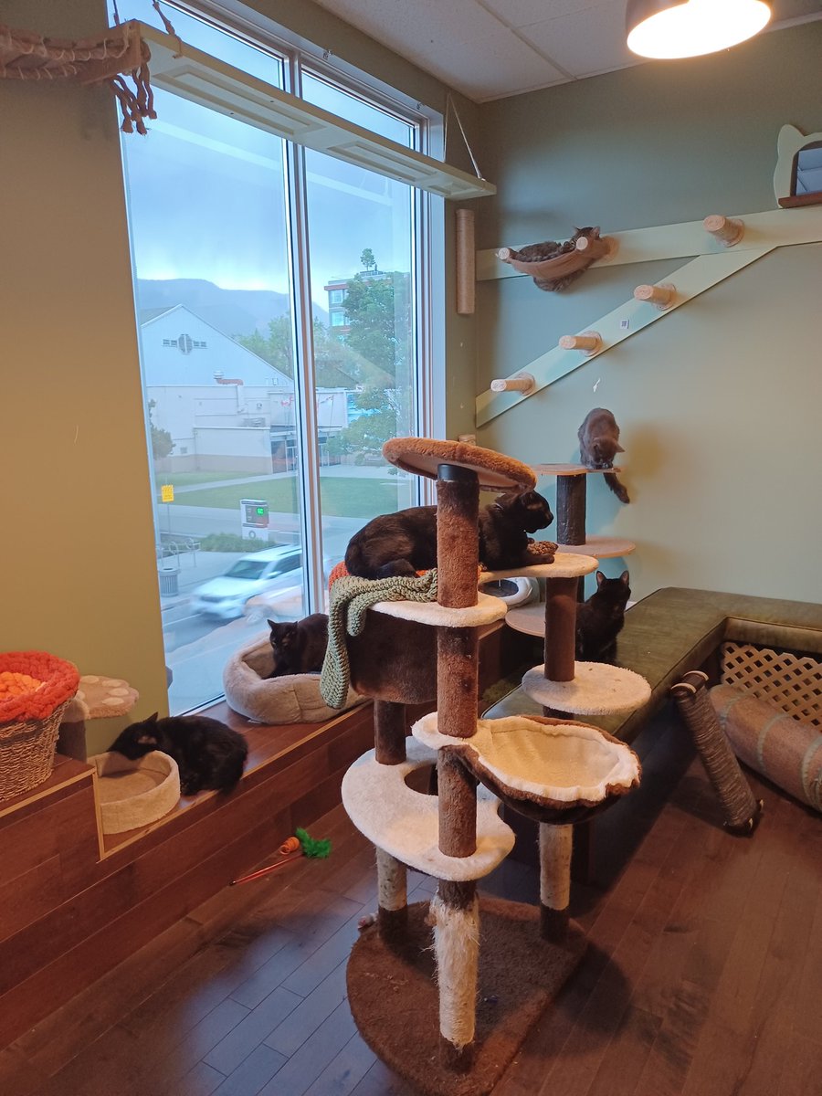 Did you know that if you go to a conference in a city with a cat cafe, you can go to the cat cafe?