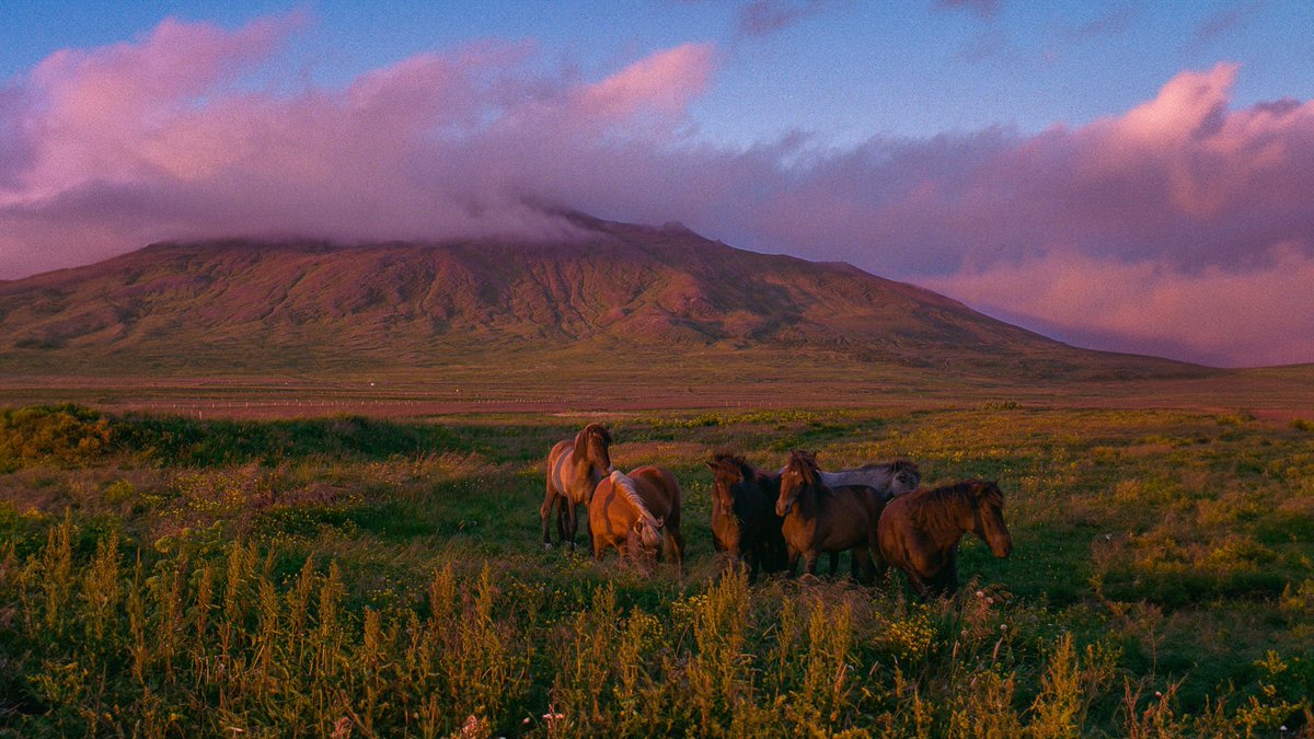 eamonsphotoss's tweet image. Iceland on 35mm film