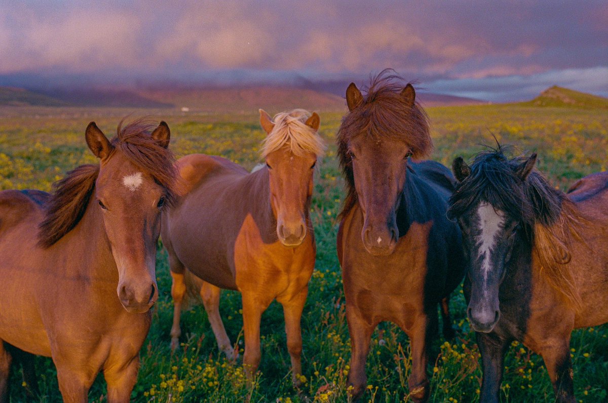 eamonsphotoss's tweet image. Iceland on 35mm film