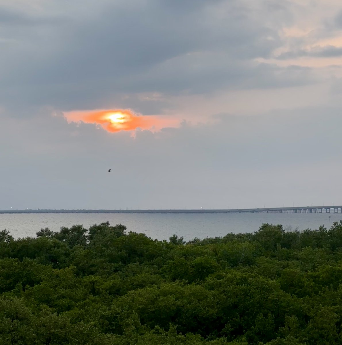 Sunset through the clouds, plus one pelican ❤️ #loveyourlife #changeyourlife #luckygirl #abileads #CrazyConfident #baylife #tampa #tampabae #tampabay #tampaphotography #beinspired #beauty #LifeAfterLeapingIn #relocation #goodvibes #gratitude #gulfviews #happiness #sunset