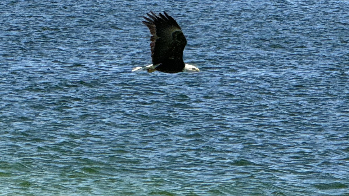 Perfectly timed photo! Thanks to APS employee Timothy for sharing this one-in-a-million shot of a bald eagle flying across a water reservoir at Palo Verde Generating Station. We take pride in doing our part to help protect the Arizona's wildlife. aps.com/wildlife