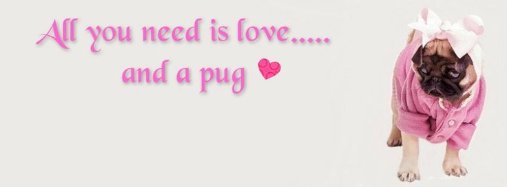 Pug Lover Community (@puglover4426) on Twitter photo 