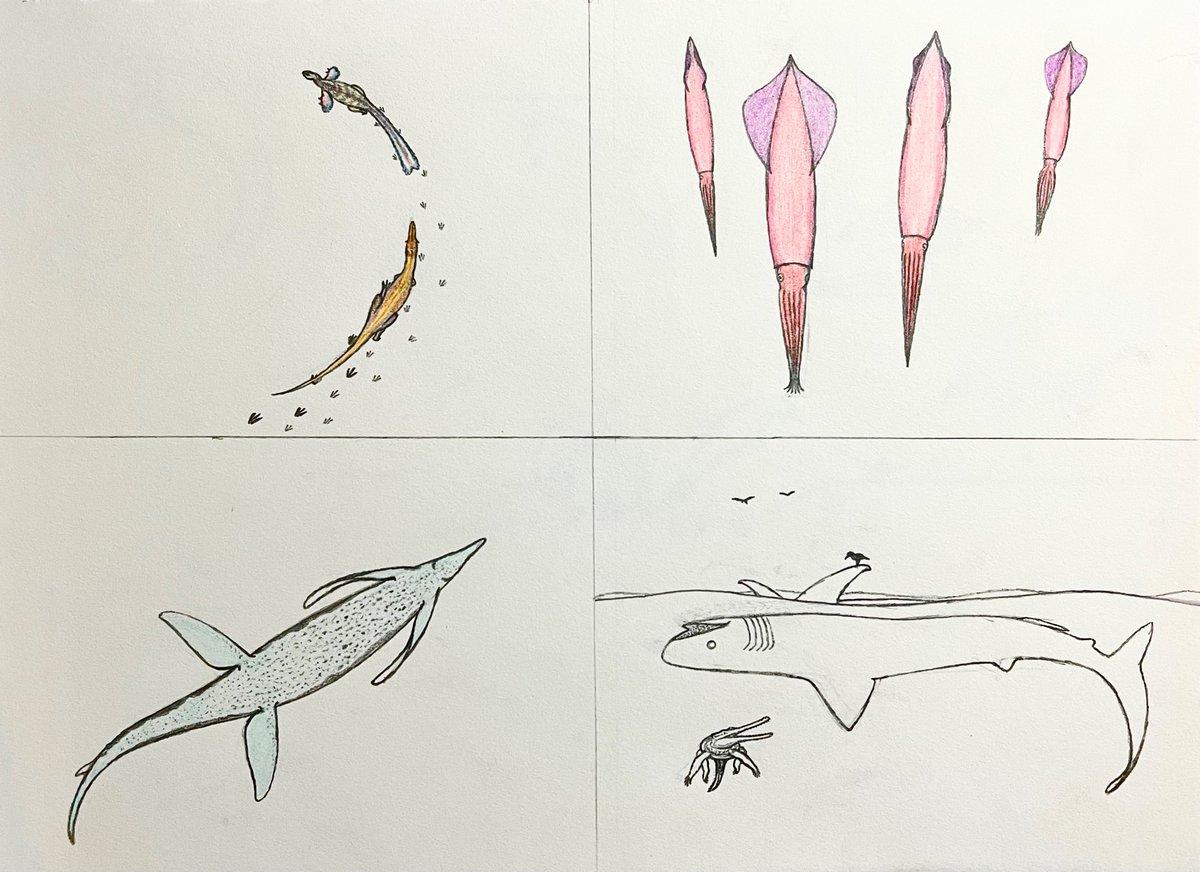 Tonight’s flocking-together #paleostream sketches: bird’s eye view of Qianzhousaurus chasing an oviraptorid, a squad of Yezoteuthis floating in the water, the belly of a Shonisaurus, and a massive dead Ptychodus, attracting the attention of a Terminonaris and some birds.