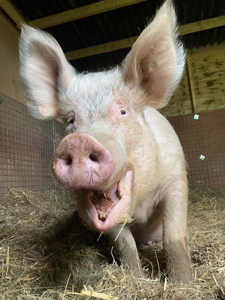 It's Friday and Annie is excited for the weekend! She has plans with her bestie Tansy to go partying piggy style in her field, to binge on hay and wallow hard 😄 We urgently need more 🐷🐷🐷 #Pigoneers to keep up with costs. Please join up if you can 🐖 globalvegancrowdfunder.org/pigoneer-2000-…