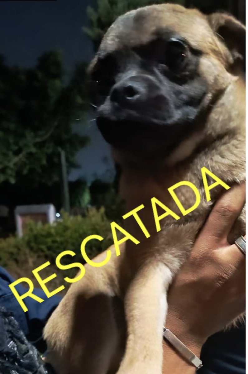 Ya fue rescatada la perrita de Ixtapaluca. ¡Gracias @propaem_sma @FiscaliaEdomex!