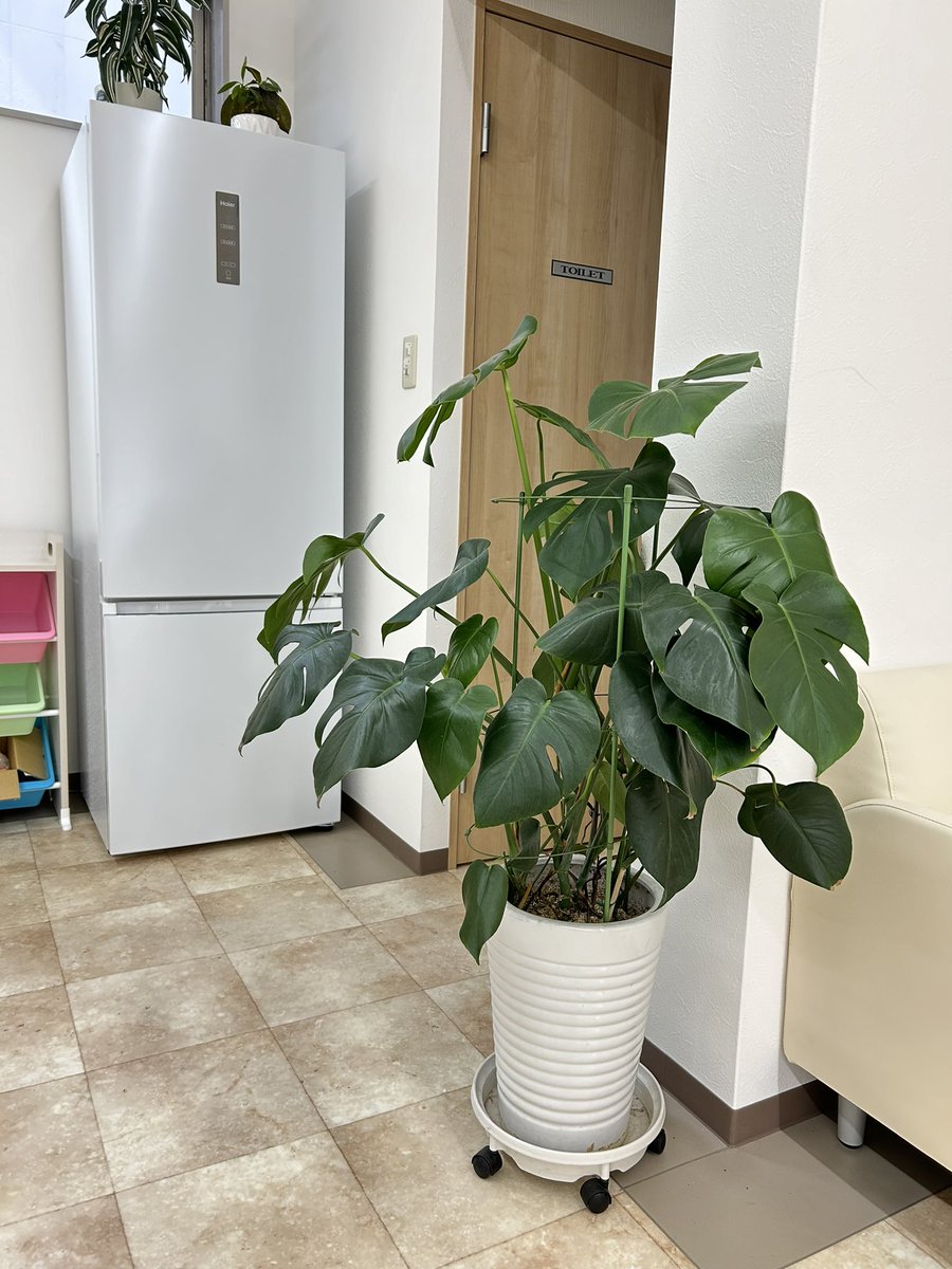 観葉植物🪴もイキイキしてきました🤗自然光が射し込む明るい室内のわんだ〜らぼ都島👍　オープンエアのレクリエーションスペースでテラスカフェ☕️🍰も⭕️ #
大型空気清浄機2台稼働中　#ワークショップ #マルシェ #教室講座やってみたい方⭕️ #大阪市都島区 #コミュニティスペース