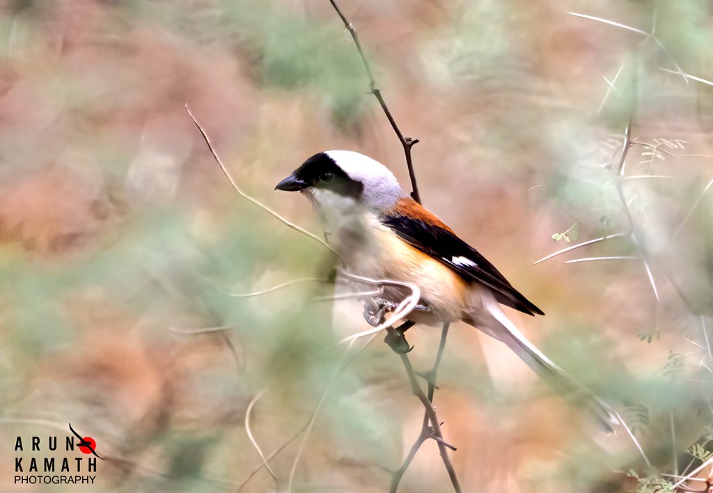 The Bay backed shrike thru some thickets and the Aravallis hills gaves rest of the background work. Wish you a great weekend..

#indiaves #twitternaturecommunity #thephotohour #birdsoftwitter